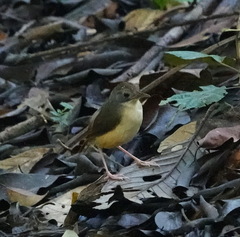 Pellorneum malaccense