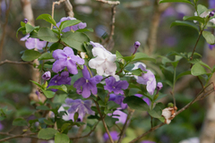 Brunfelsia