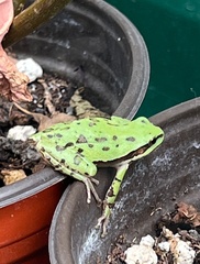 Hyla