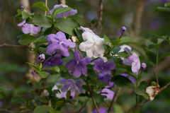 Brunfelsia