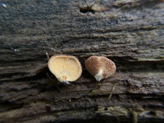 Crepidotus crocophyllus