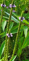 Verbena hastata