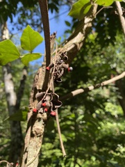 Rhynchosia precatoria