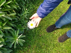 Leucanthemum
