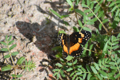 Chlosyne lacinia adjutrix