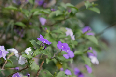 Brunfelsia