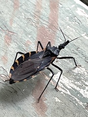 Triatoma gerstaeckeri