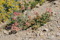 Eriogonum