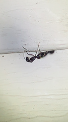 Camponotus