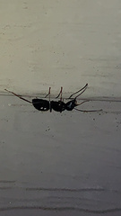 Camponotus