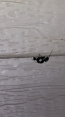 Camponotus