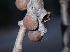 Cynipoidea