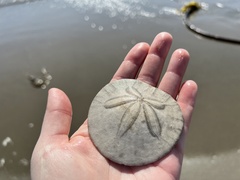 Dendraster excentricus