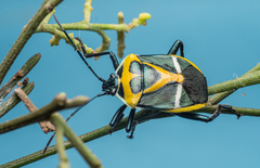 Commius elegans