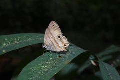 Cissia penelope