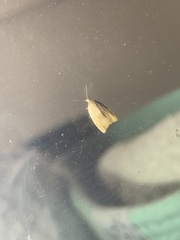 Coelostathma discopunctana