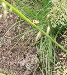 Brachycera