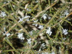 Pigea epacroides