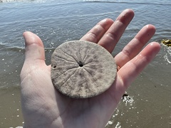 Dendraster excentricus