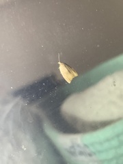 Coelostathma discopunctana