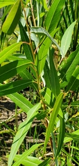 Salix nigra