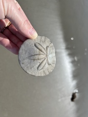 Dendraster excentricus