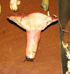Russula sanguinea