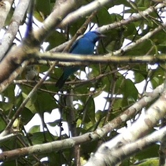 Dacnis cayana