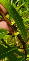 Salix nigra