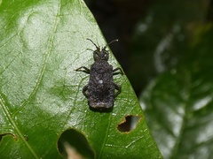 Aradidae