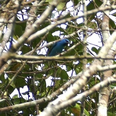 Dacnis cayana