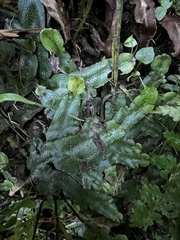 Conocephalum conicum