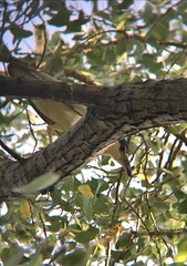 Nycticorax nycticorax