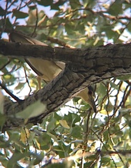 Nycticorax nycticorax