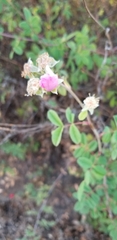 Rosa californica
