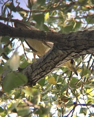 Nycticorax nycticorax