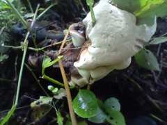 Entoloma abortivum