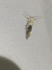 Ponometia erastrioides