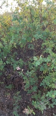 Rosa californica