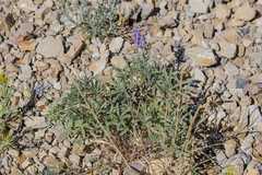 Lupinus argenteus