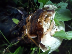 Entoloma abortivum