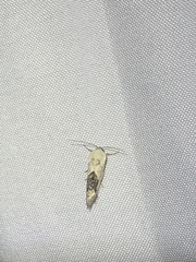 Ponometia erastrioides