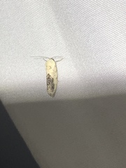 Ponometia erastrioides