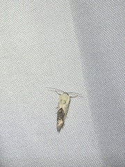 Ponometia erastrioides