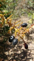 Hirtella glandulosa