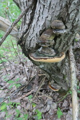 Phellinus nigricans