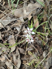 Wurmbea dioica