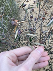 Seringia cacaobrunnea