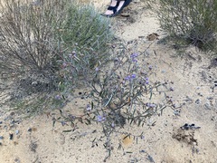 Seringia cacaobrunnea