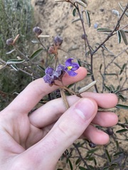 Seringia cacaobrunnea